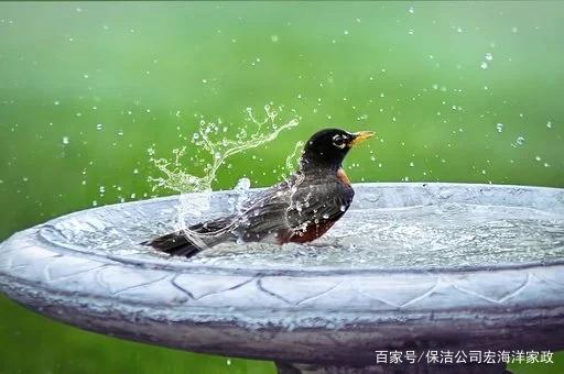 如何清洗鳥浴